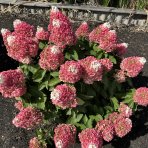 Hortenzia metlinatá (Hydrangea paniculata)  ´LIVING PINKY PROMISE´® by LIVING CREATIONS´® - výška 40-60 cm, kont. C2L